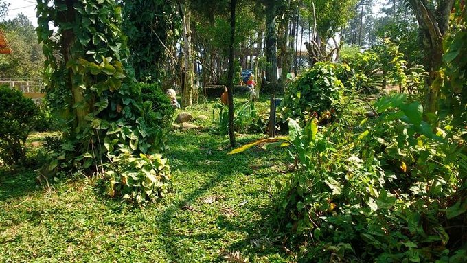 Jardim com vegetação e caminhos externos